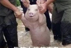 qq瓜群,揭秘网络社交的趣味与争议